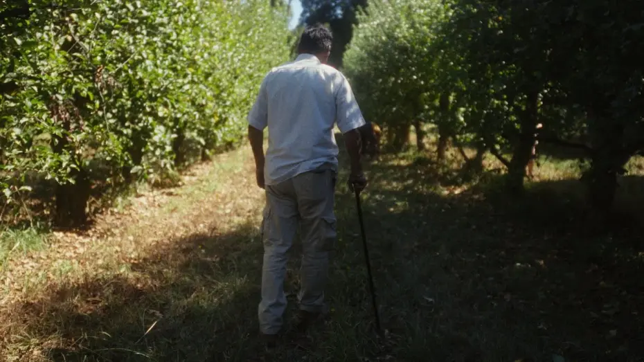 Watch film Love in the Walls | Love in the Walls - Trailer