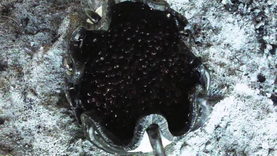 Watch film The Encounter | The Encounter - Trailer