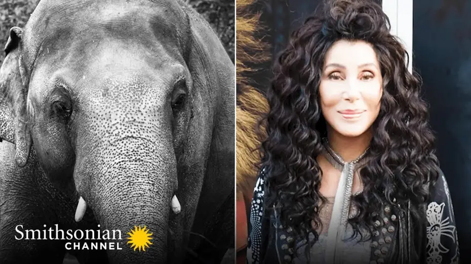 Watch film Cher & the Loneliest Elephant | Cher