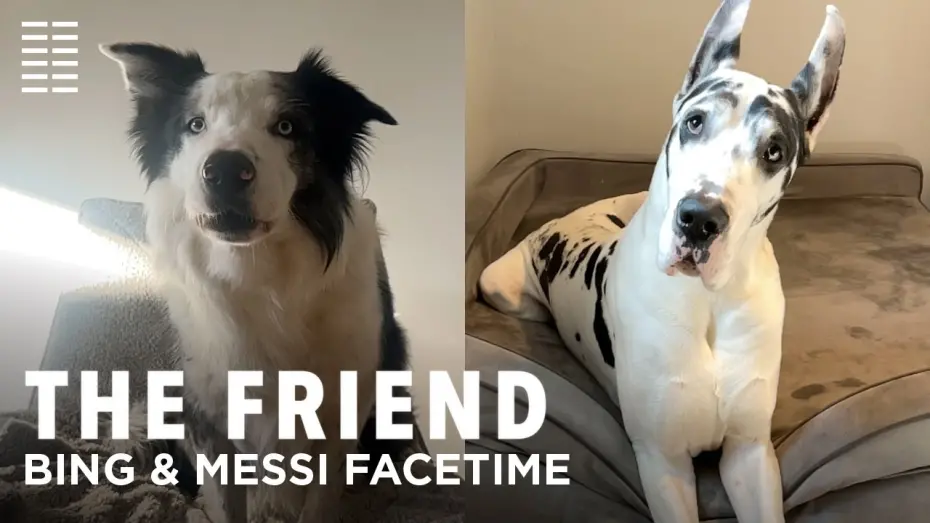 Watch film The Friend | Bing & Messi FaceTime