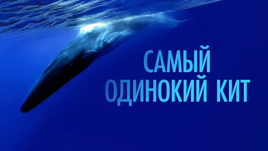 Watch film The Loneliest Whale: The Search for 52 | Самый одинокий кит - Русский трейлер (2021)