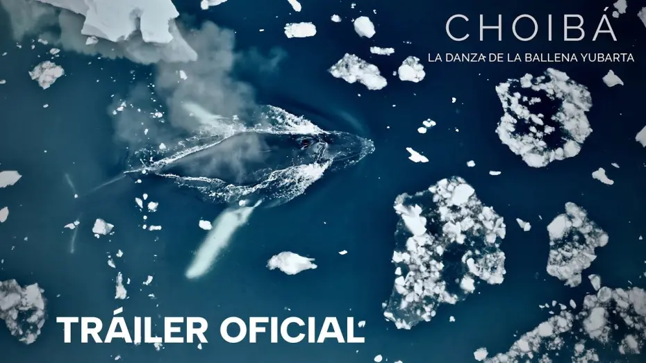 Watch film Choibá: The Dance of the Humpback Whale | CHOIBÁ: LA DANZA DE LA BALLENA YUBARTA - Tráiler Oficial