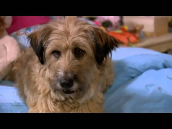Watch film Dr. Dolittle: Tail to the Chief | Dr. Dolittle: Tail To The Chief - Trailer