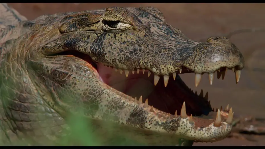 Watch film Amazonia | Amazonia