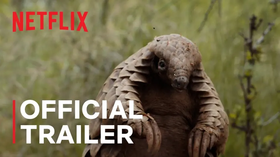 Watch film Pangolin: Kulu