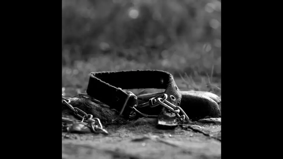 Watch film Meat | BIFAN2025 | 미트 Meat Trailer