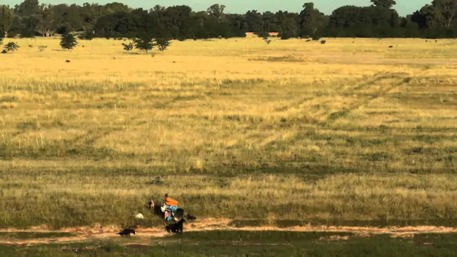 Watch film Dog Lady | La mujer de los perros - trailer