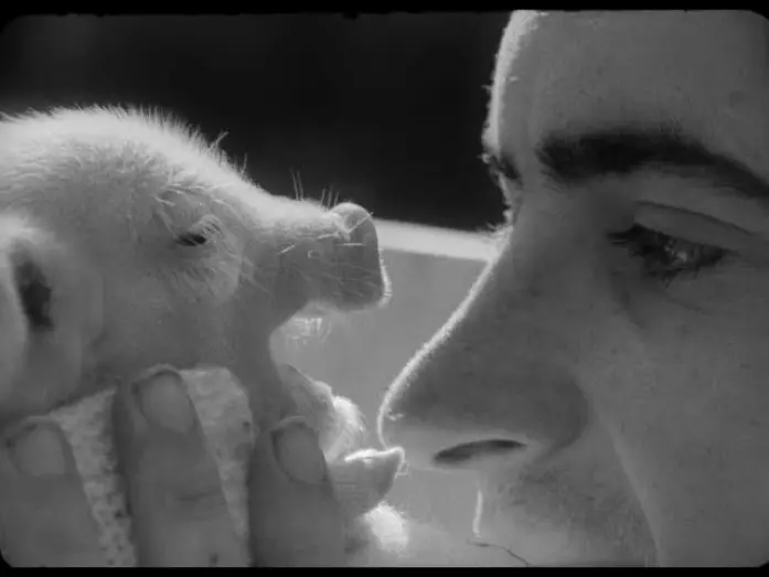 Watch film Wedding Trough | TRAILER Vase de noces (Thierry Zéno, BE 1974)