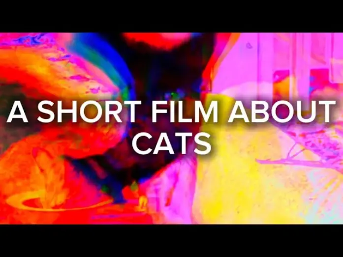 Watch film A Short Film About Cats | A Short Film About Cats