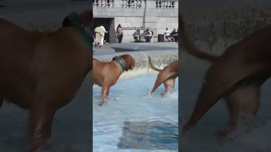 Watch film The Strangers: Chapter 2 | spotted something odd in London today...