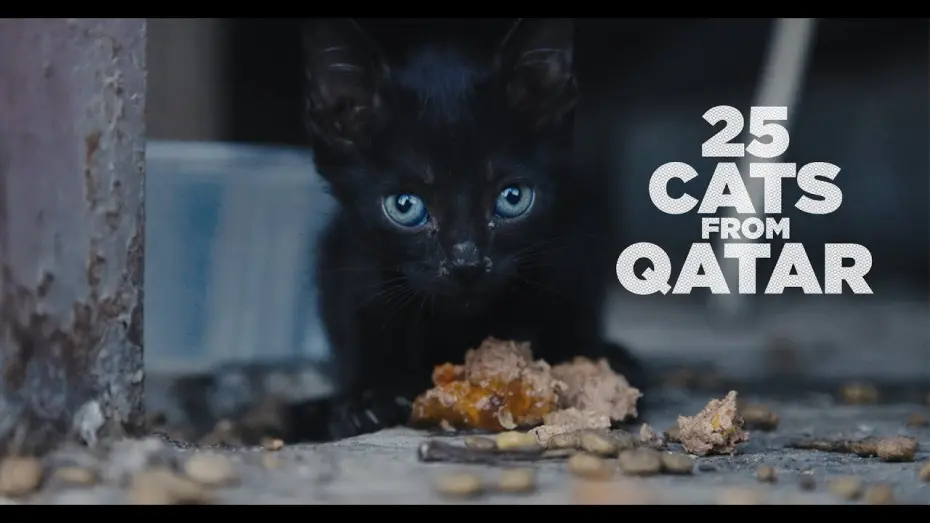 Watch film 25 Cats From Qatar | 25 CATS FROM QATAR - FULL FRAME TRAILER HQ (2025)