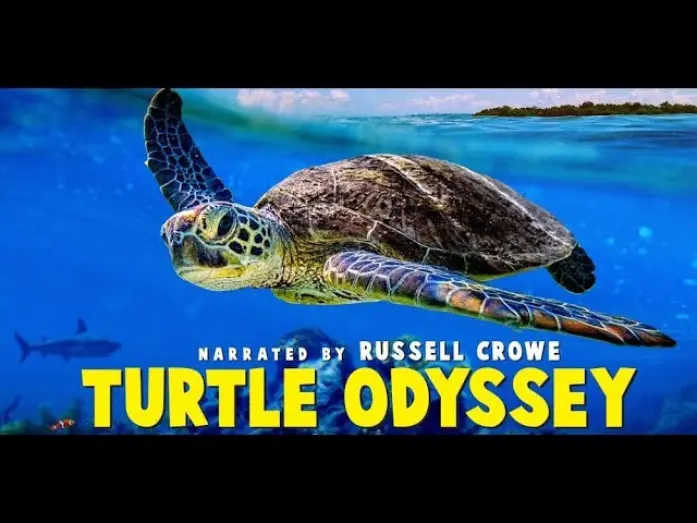 Watch film Turtle Odyssey | Turtle Odyssey - Official Trailer