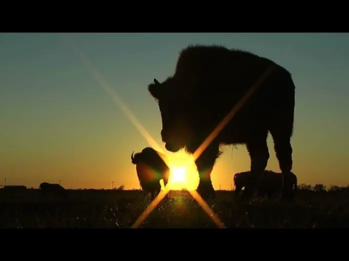 Watch film White Buffalo: An American Prophecy | White Buffalo: An American Prophecy Trailer