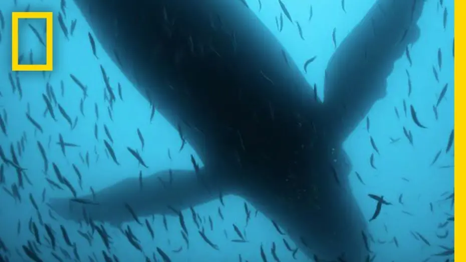 Watch film Sea of Shadows | Sea of Shadows Official Trailer | National Geographic