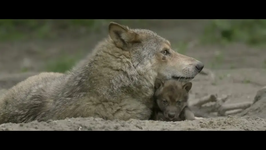 Watch film Wolf: Wanderer Without Borders | WOLF,  vanaf 15 september 2022 in de bioscoop en filmtheaters