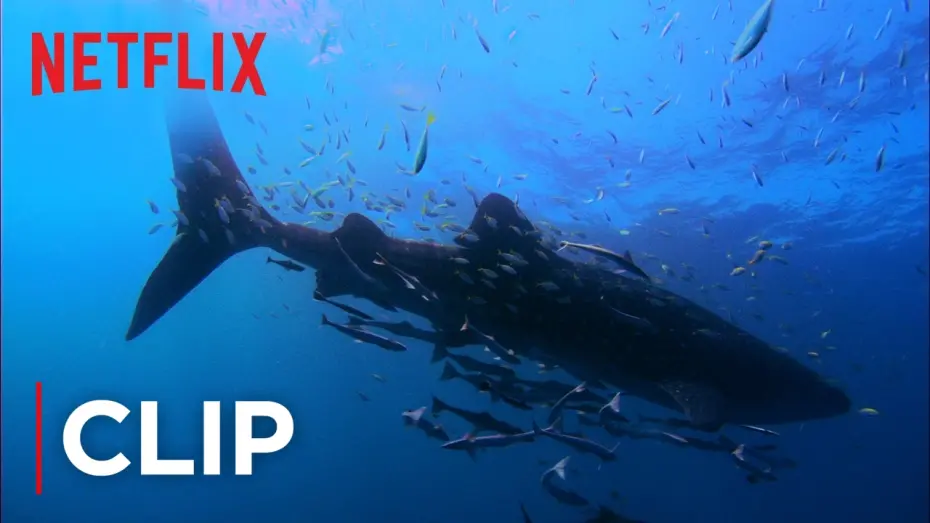 Watch film Mission Blue | Swimming with Whale Sharks