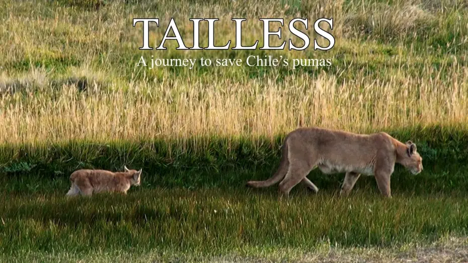 Watch film Tailless | Tailless - Trailer