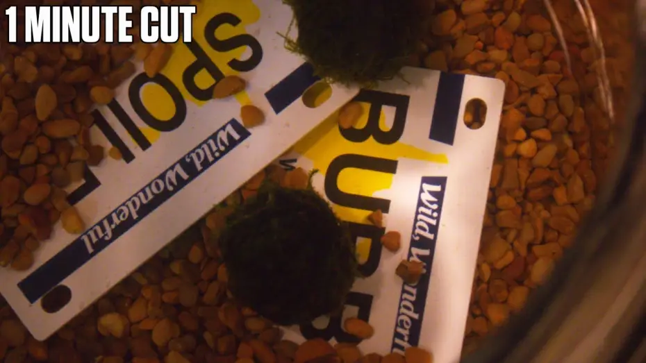 Watch film The Freedom of Uselessness | The Freedom of Uselessness - One Minute Cut