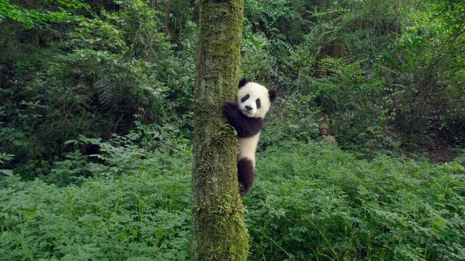 Watch film Pandas | PANDAS - OFFICIAL TEASER [HD]