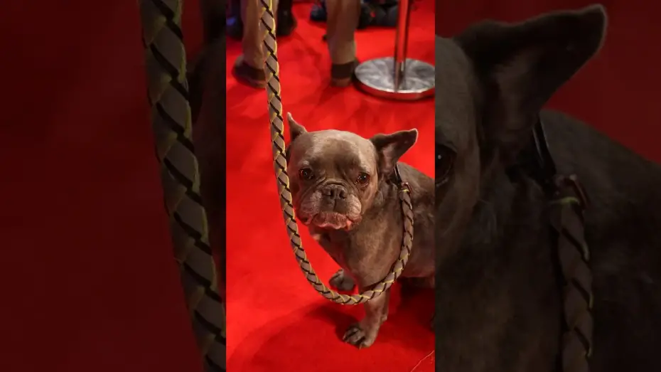 Watch film Venom 3 | POV: it