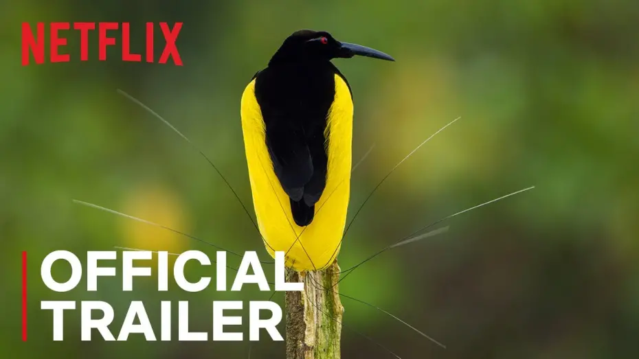 Watch film Dancing with the Birds | Dancing With The Birds | Official Trailer | Netflix