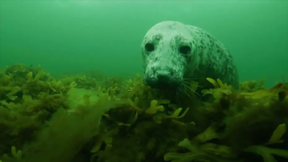 Watch film The Secret Life of Seals | The Secret Life of Seals - Teaser