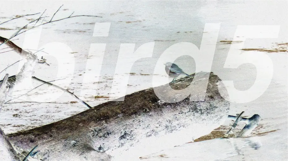 Watch film bird5.mp4 | bird5.mp4