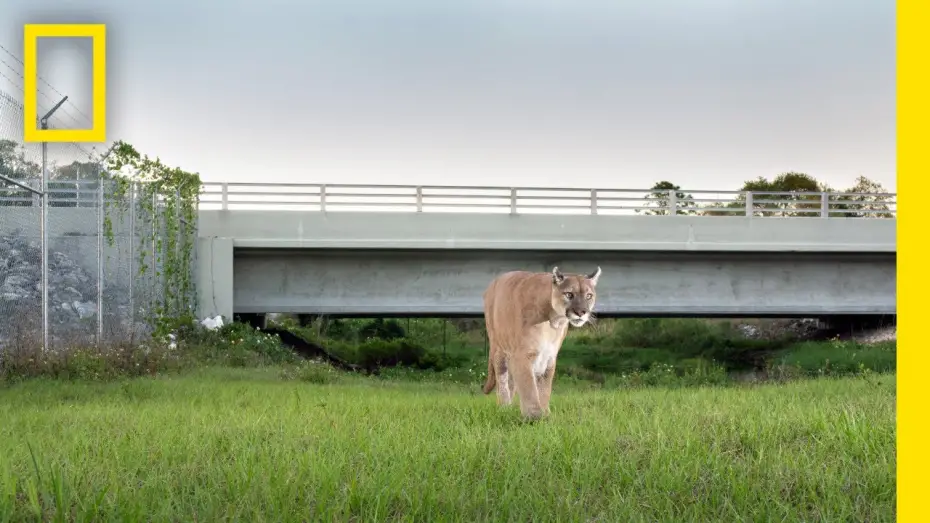 Watch film Path of the Panther | Path of the Panther | Official Trailer | National Geographic