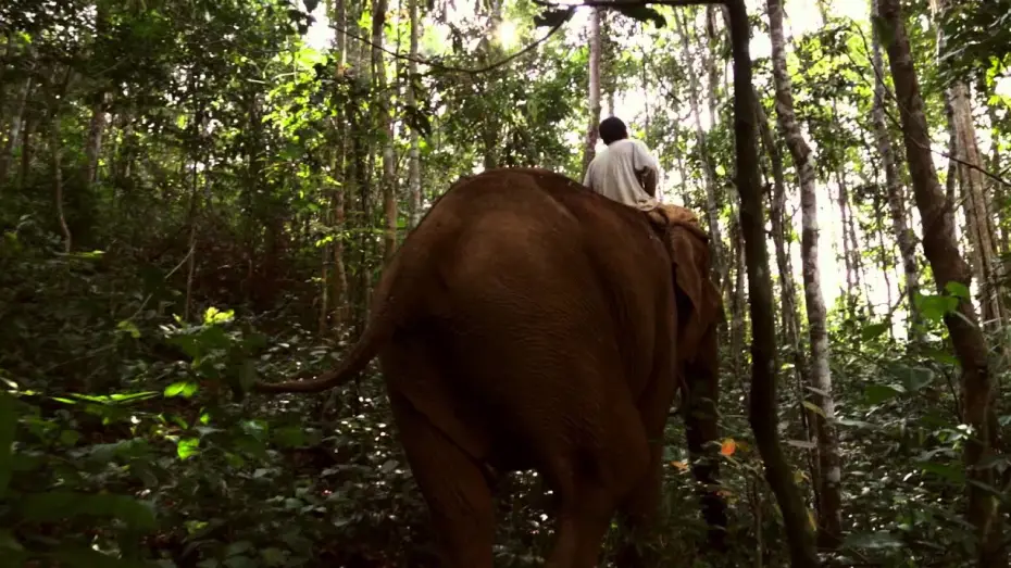 Watch film Last of the Elephant Men | Last of the Elephant Men - Trailer