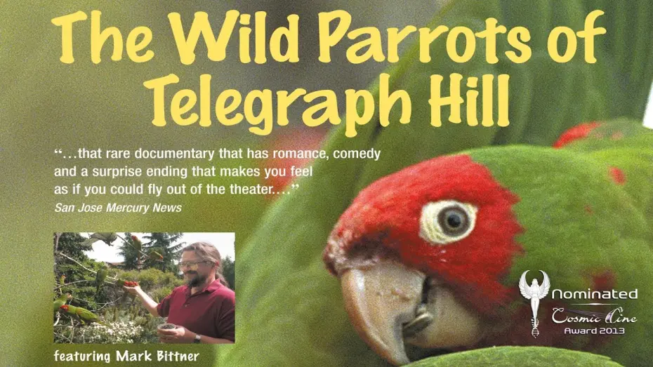 Watch film The Wild Parrots of Telegraph Hill | THE WILD PARROTS OF TELEGRAPH HILL - Trailer Deutsch - Nominiert Cosmic Angel 2013