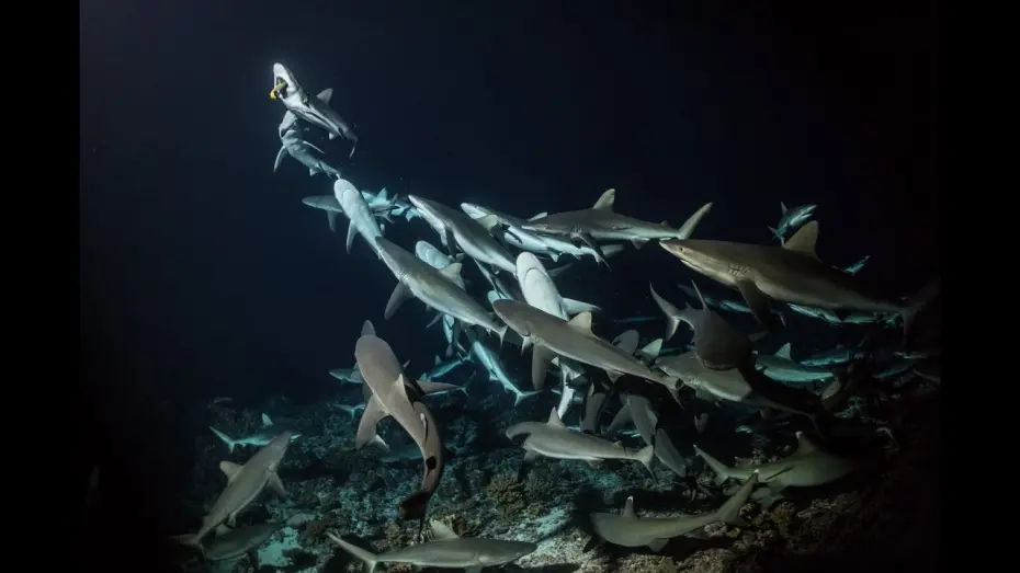 Watch film 700 Sharks | 700 Sharks