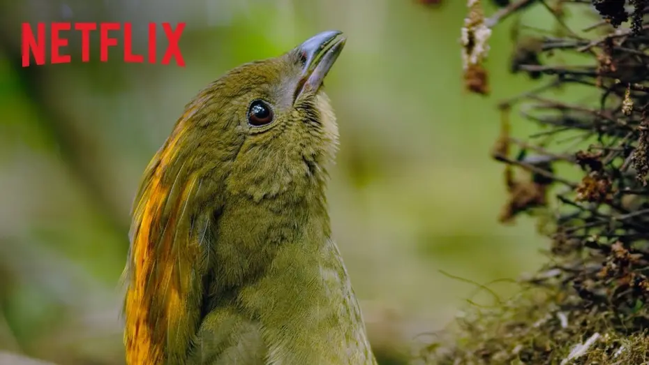 Watch film Dancing with the Birds | Dancing With The Birds | Clip | Netflix