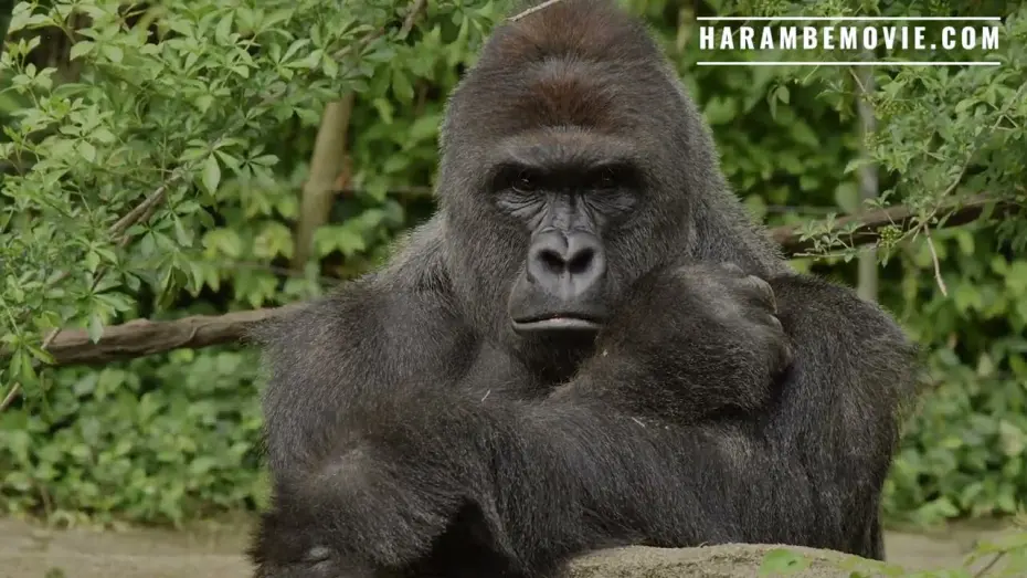 Watch film Harambe | "Harambe" - Animal Rights Documentary - Movie World Premiere World Gorilla Day (Official Trailer)