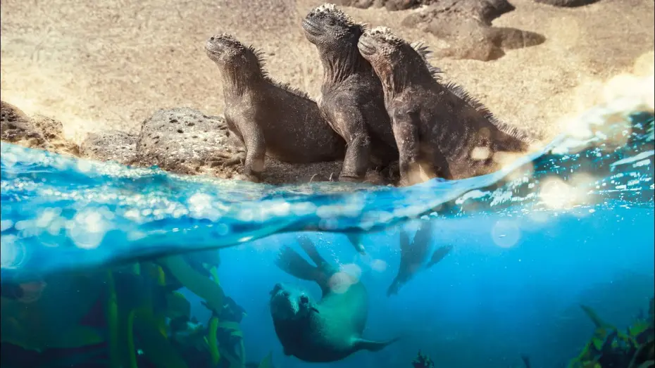 Watch film Planet Earth: A Celebration | Planet Earth: A Celebration - a message from Sir David Attenborough | BBC Earth