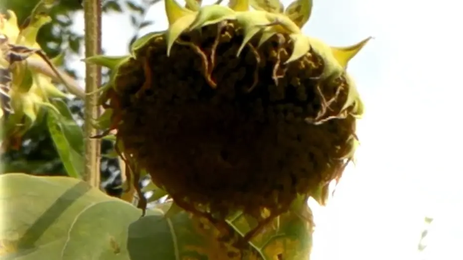 Watch film UNSPOKEN | 말 두 없이 UNSPOKEN | 한국경쟁 Korean Competition | 17TH DMZ Docs Trailer