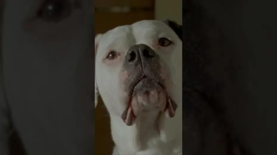 Watch film Dragonfly | "Andrea Riseborough and Brenda Blethyn are at the top of their game" (Hollywood Reporter)