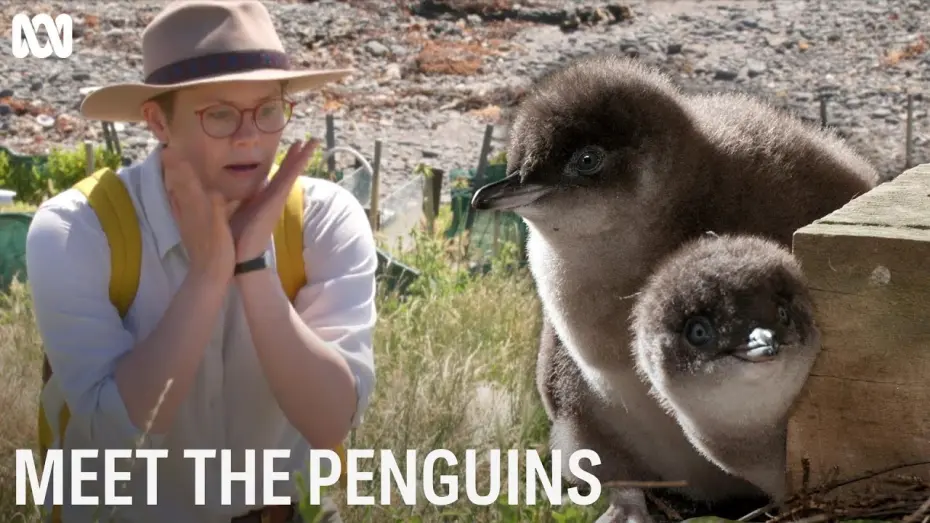 Watch film Meet the Penguins | Meet The Penguins | First Look