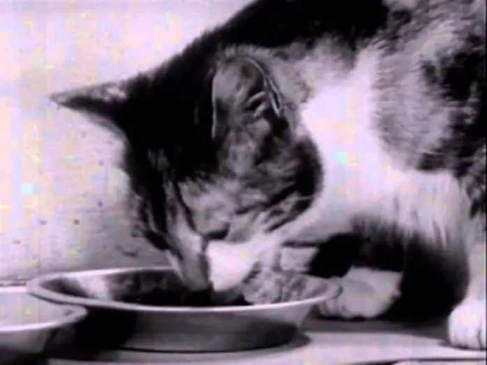 Watch film Kitty Cleans Up | Kitty Cleans Up (1949)