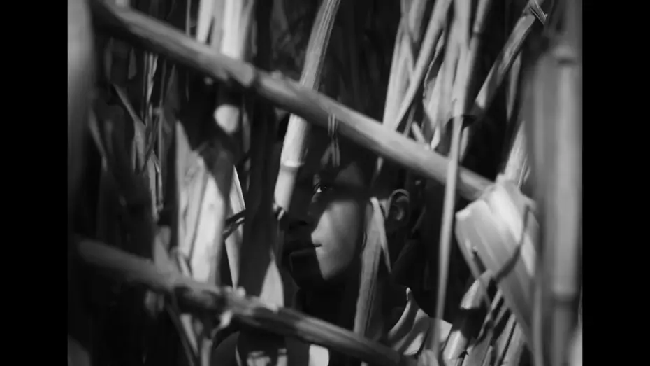 Watch film The Last Harvest | A &Uacute;LTIMA COLHEITA de Nuno Boaventura Miranda (2025) &ndash; trailer