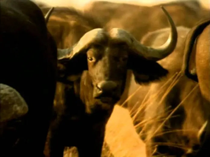 Watch film Whispers: An Elephant