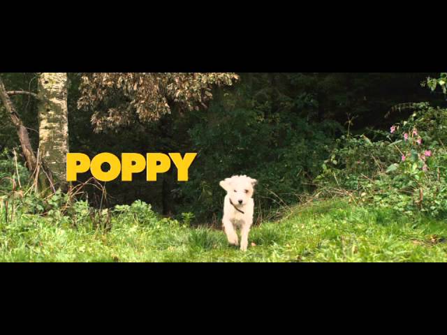 Watch movie trailer