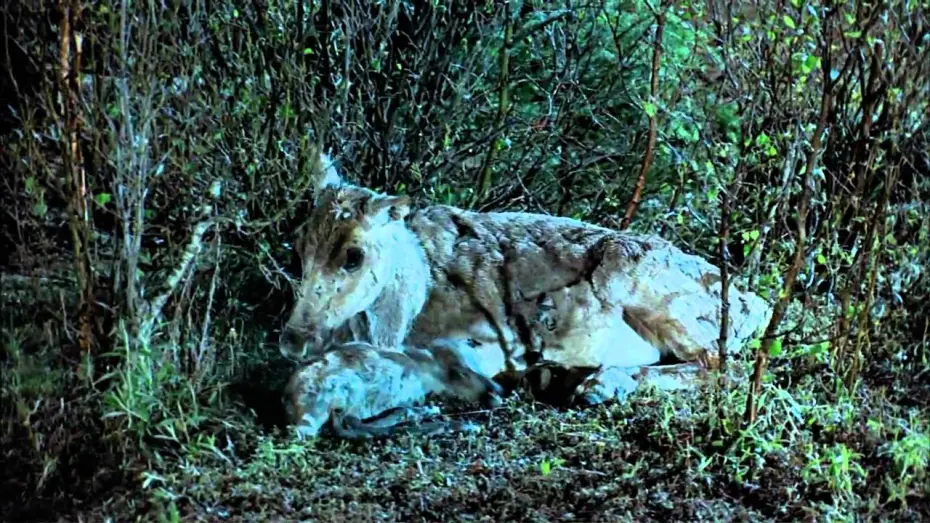 Watch film Great North | Seen on IMAX - Great North - Life On The Limit (Trailer)