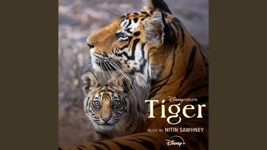 Watch film Tigers on the Rise | Tigers on the Rise