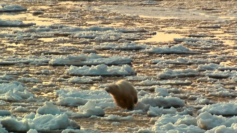 Watch film Arctic Tale | Arctic Tale - Trailer