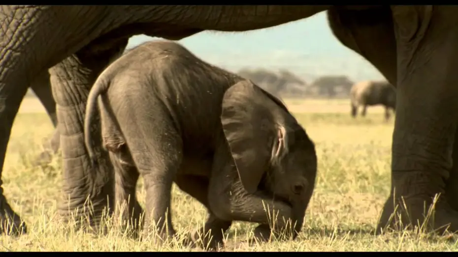 Watch film One Life | One Life Official Movie Trailer [HD]