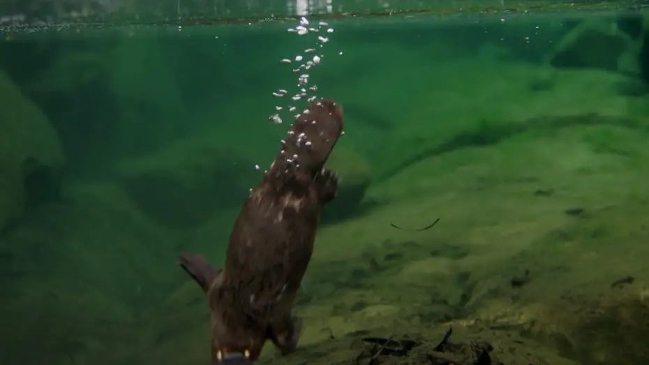 Watch film David Attenborough