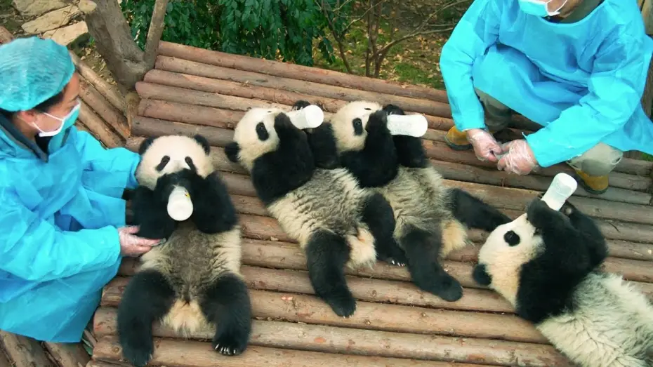 Watch film Pandas | PANDAS - OFFICIAL TRAILER [HD]