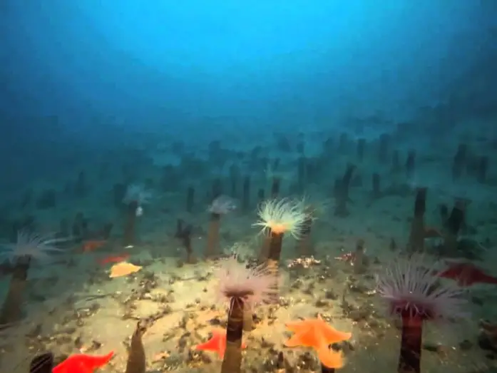 Watch film Deep Sea 3D | Deep Sea 3D (2006) [Trailer oficial]