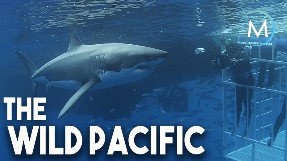 Watch film The Wild Pacific | Wild Pacific | TRAILER [HD] | MagellanTV