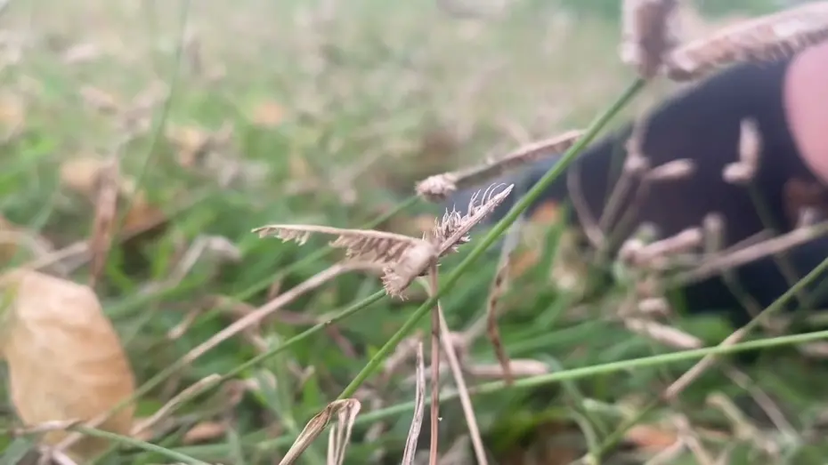 Watch film sheep cult and after hours talking | sheep cult and after hours talking